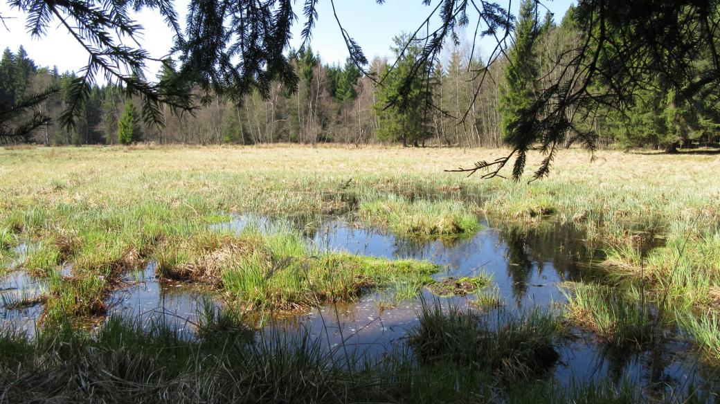 Lesy kolem a prorostlý rybník jsou pro obojživelníky skutečným požehnáním
