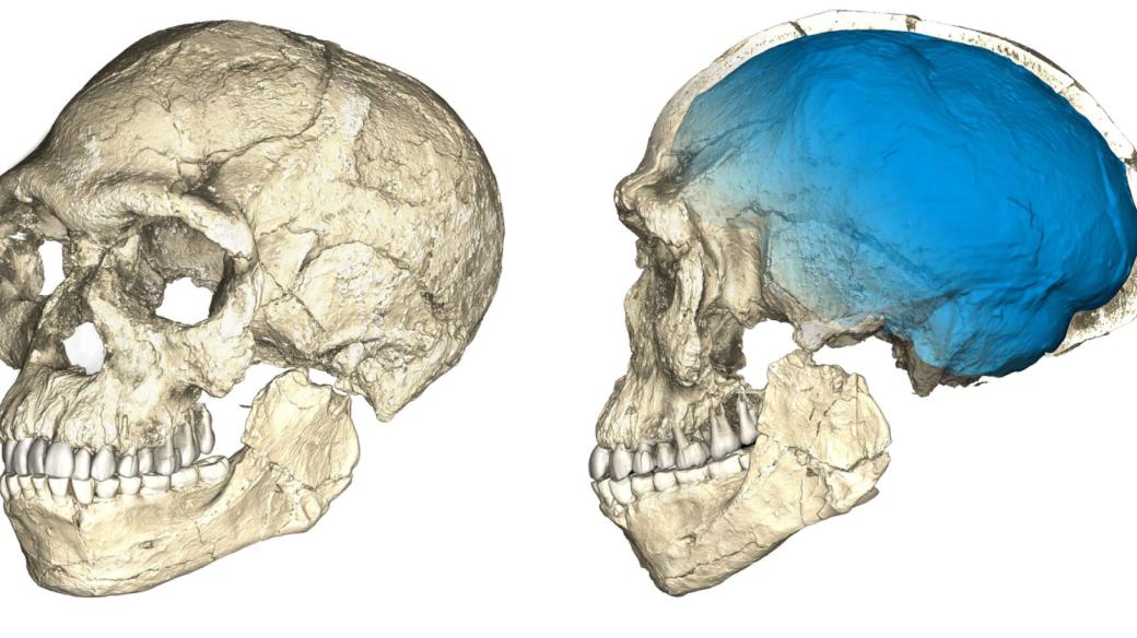 Rekonstrukce lebky druhu Homo sapiens z nálezů v marockém Džabál Irhúdu