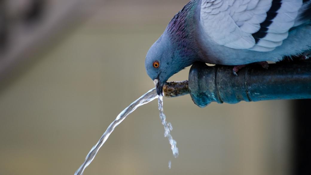 Pijící holub