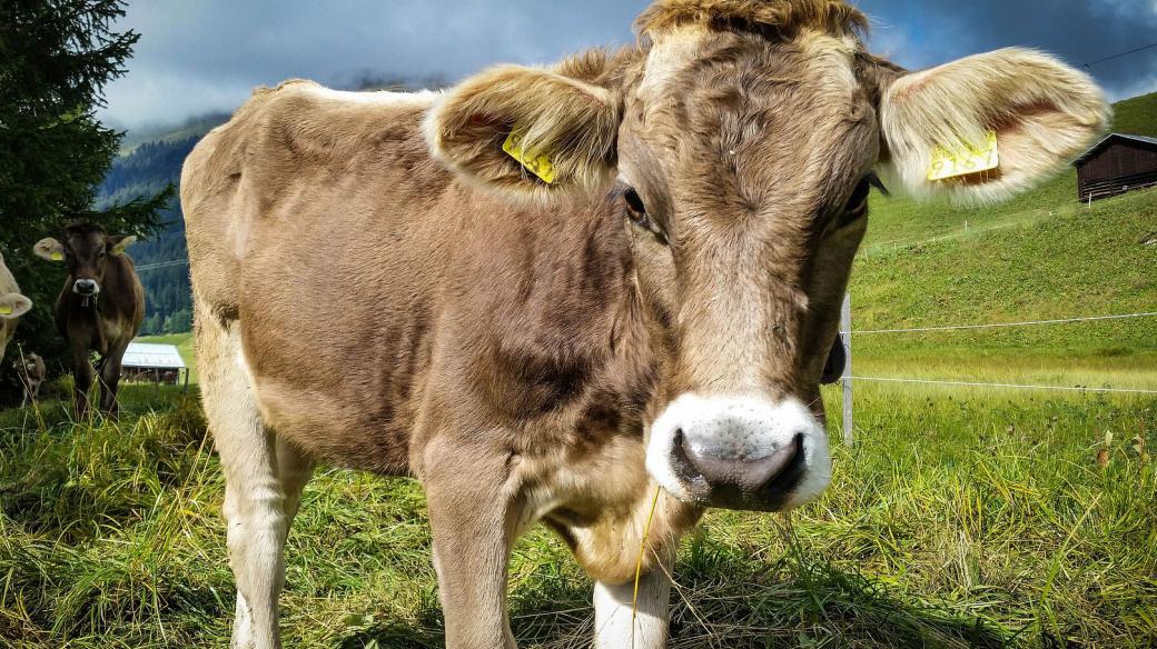 kráva, Švýcarsko