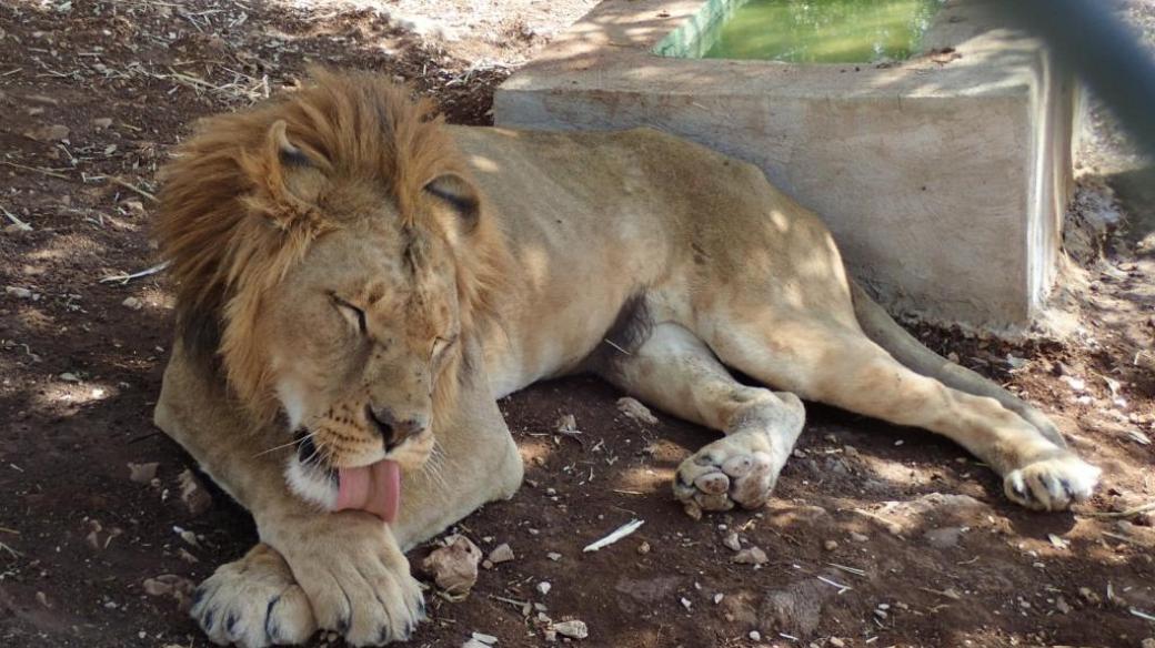 Lvi si v záchranné stanici Ma'wá v Jordánsku doslova lížou rány, které utržili ve válečných konfliktech