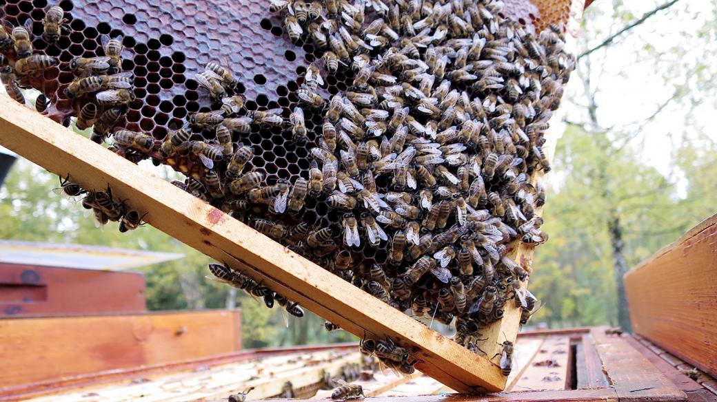 Včely z chovu nasavrckého učiliště se připravují na zimu