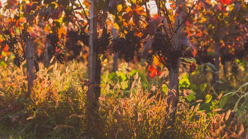 Strekovský vinohrad na podzim