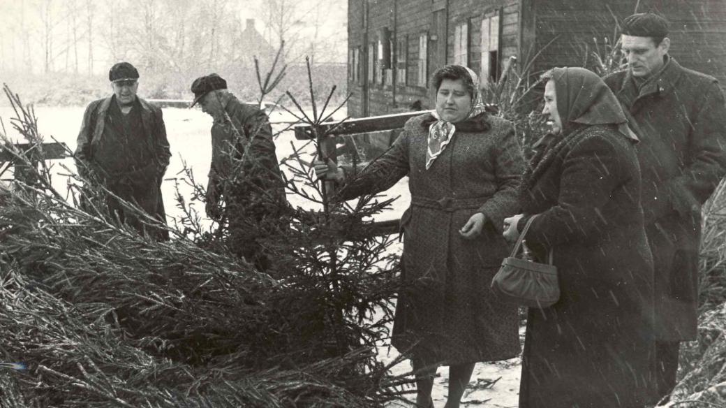 Prodej vánočních stromků v roce 1961