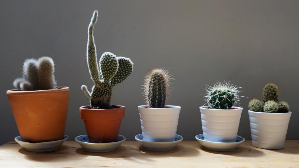 Kaktus (ilustrační foto)