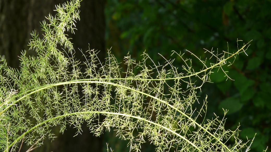 Pokojový asparágus je rostlina vhodná do chladných prostorů