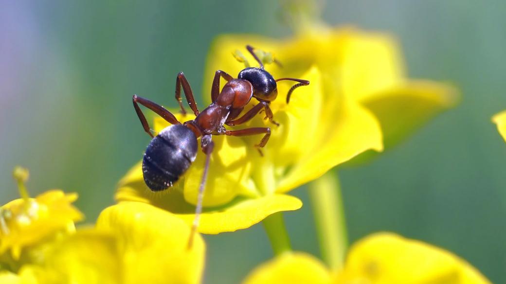 Mravenec na květu