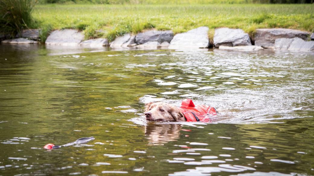 Plovací vesta pro psa je pomůcka, která má smysl