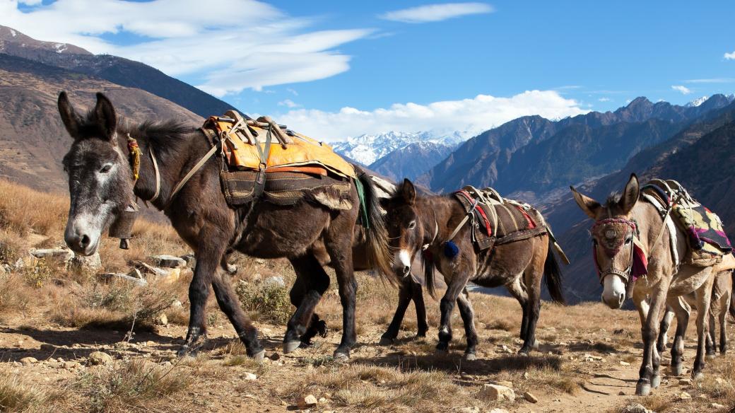 Víte, jaký je rozdíl mezi mulou, mezkem a oslem?