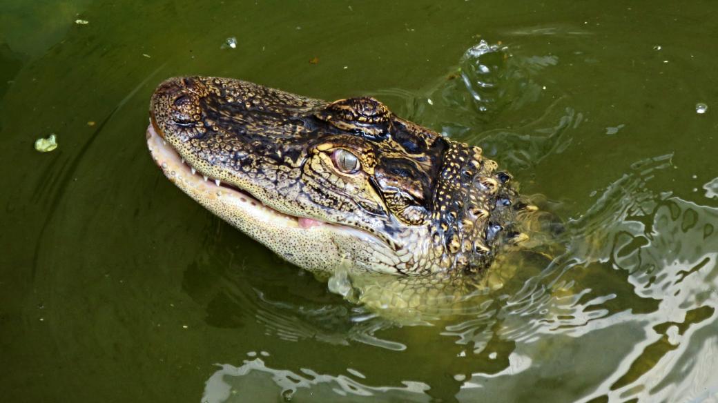 Aligátor severoamerický ve venkovním bazénu Hartecké naučné stezky u Vysokého Mýta