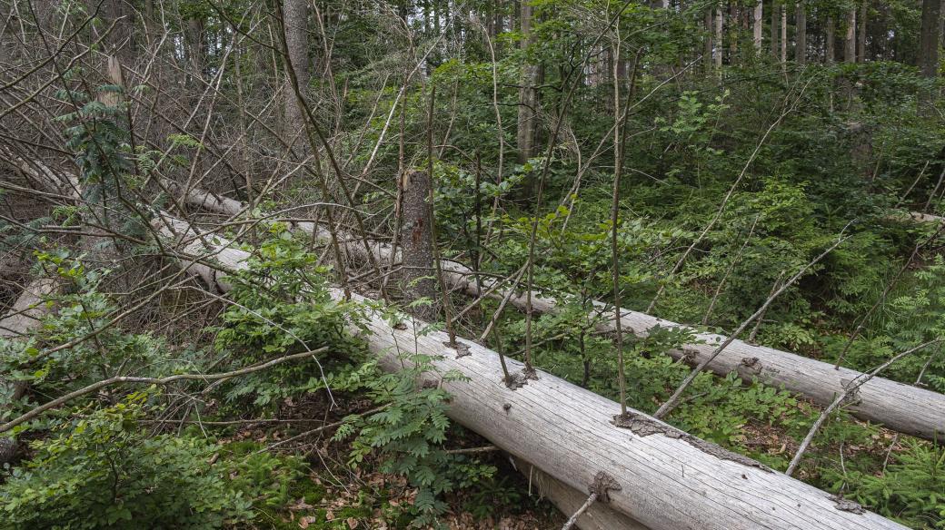 Mrtvoly smrků obrůstají pionýrské dřeviny-např. jeřáb ptačí