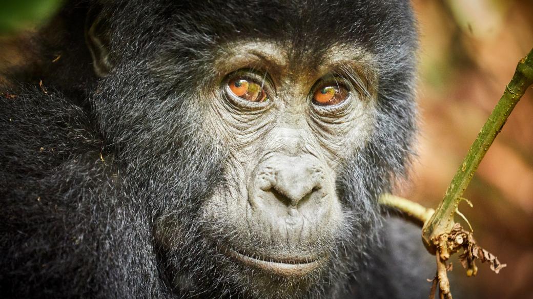 Po stopách horských goril v Ugandě