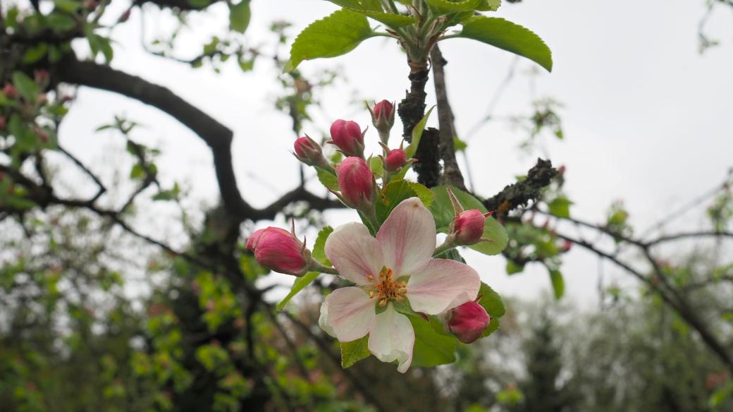 Květy jabloní v sadu ve Slavkovicích