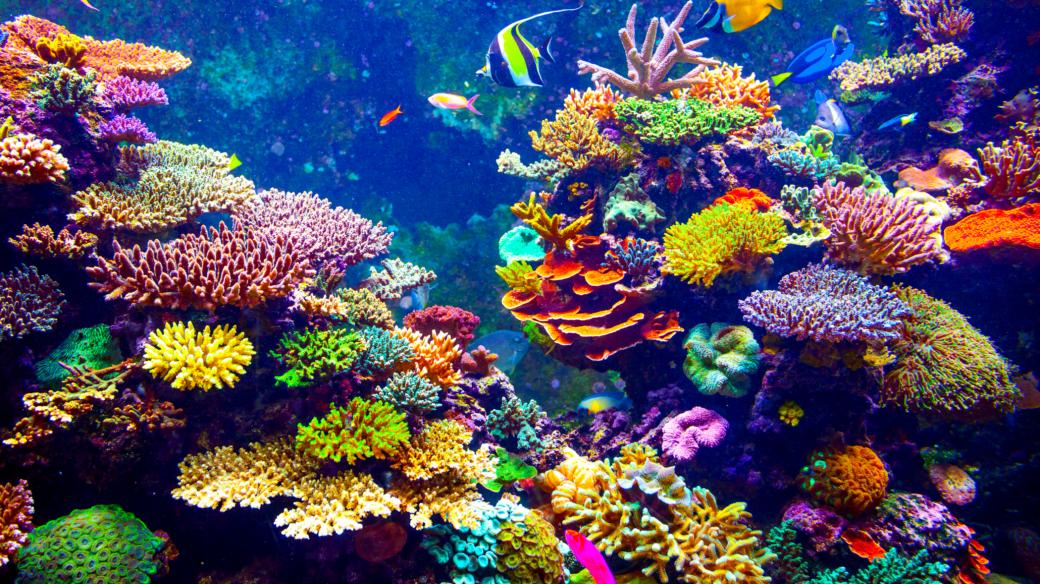 Koráli poskytují nejen domov rybám, ale také krásnou podívanou potapěčům