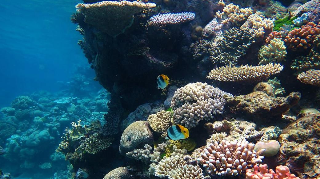 Korály – Velký bariérový útes