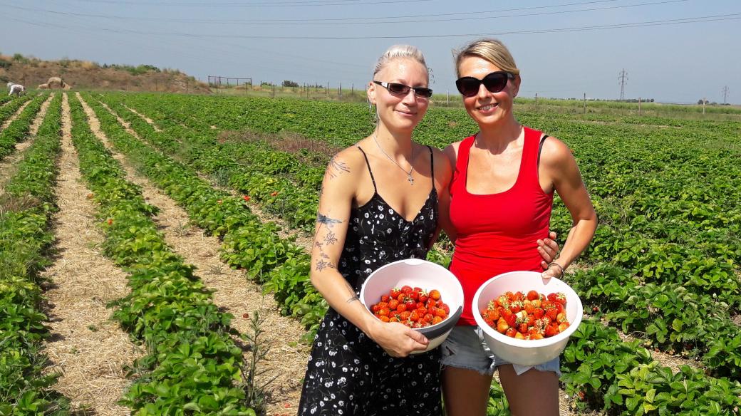 Gabriela Veselá a Michaela Jandáková při samosběru jahod
