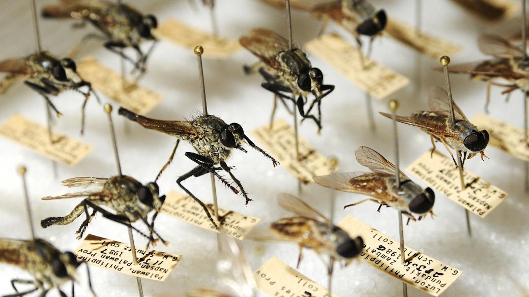 Entomologie (sbírka komárů)