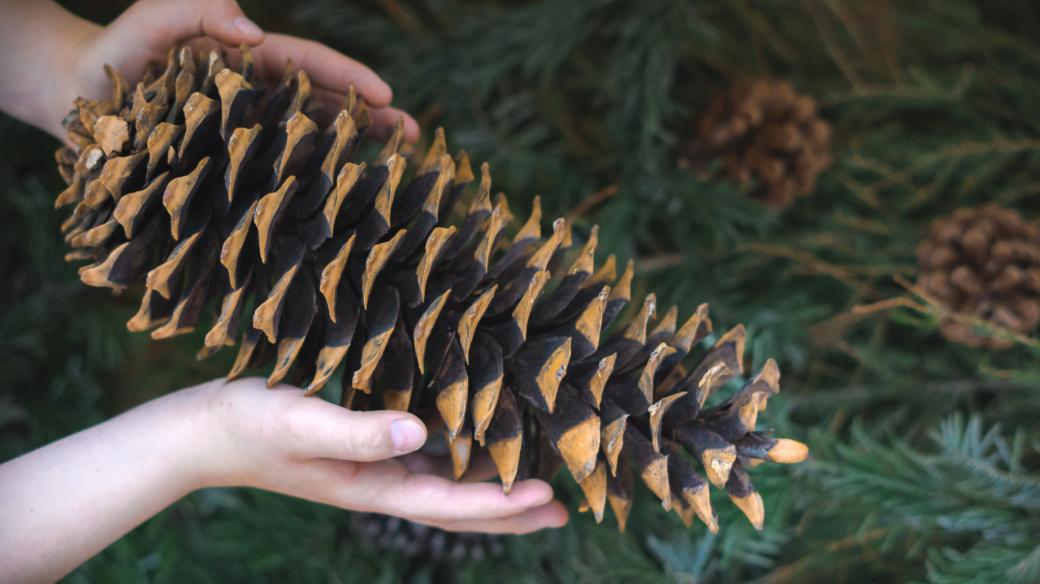 Šišky borovice Lambertovy mohou měřit až půl metru
