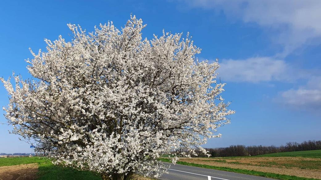 Jaro, kvetoucí strom