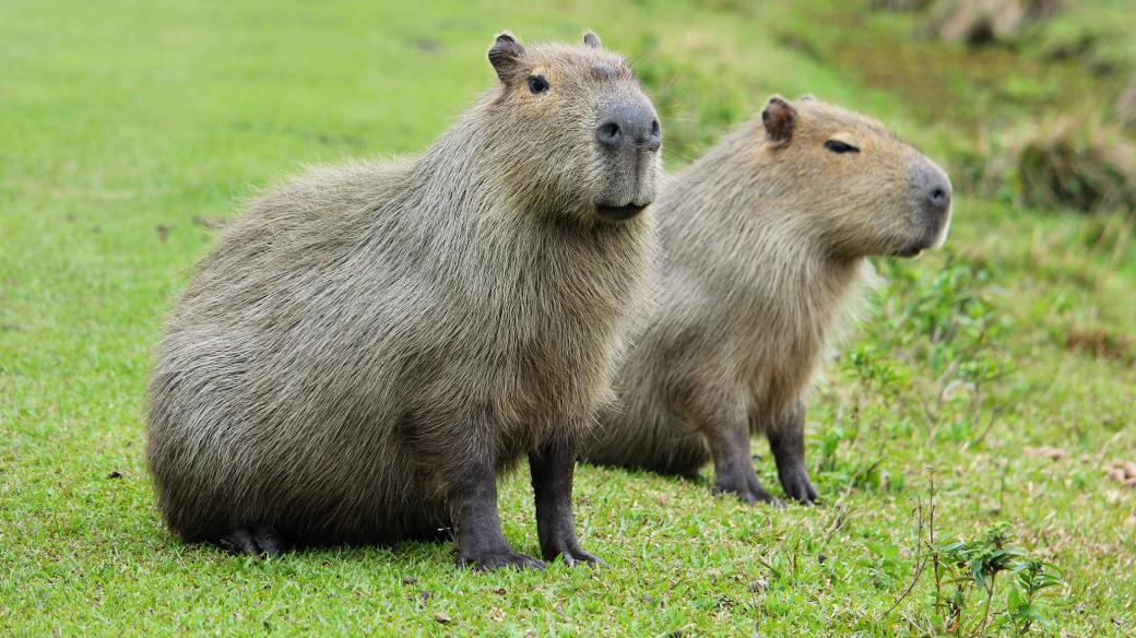 Kapybara je největší hlodavec na světě