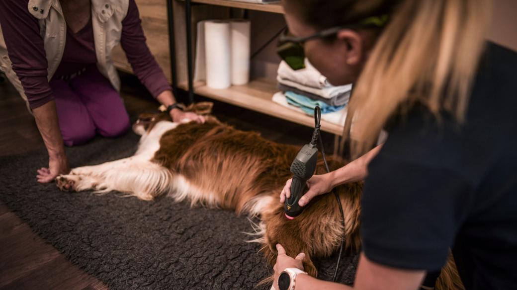 Rehabilitací ulevíme psím seniorům od bolesti a posílíme jejich svaly
