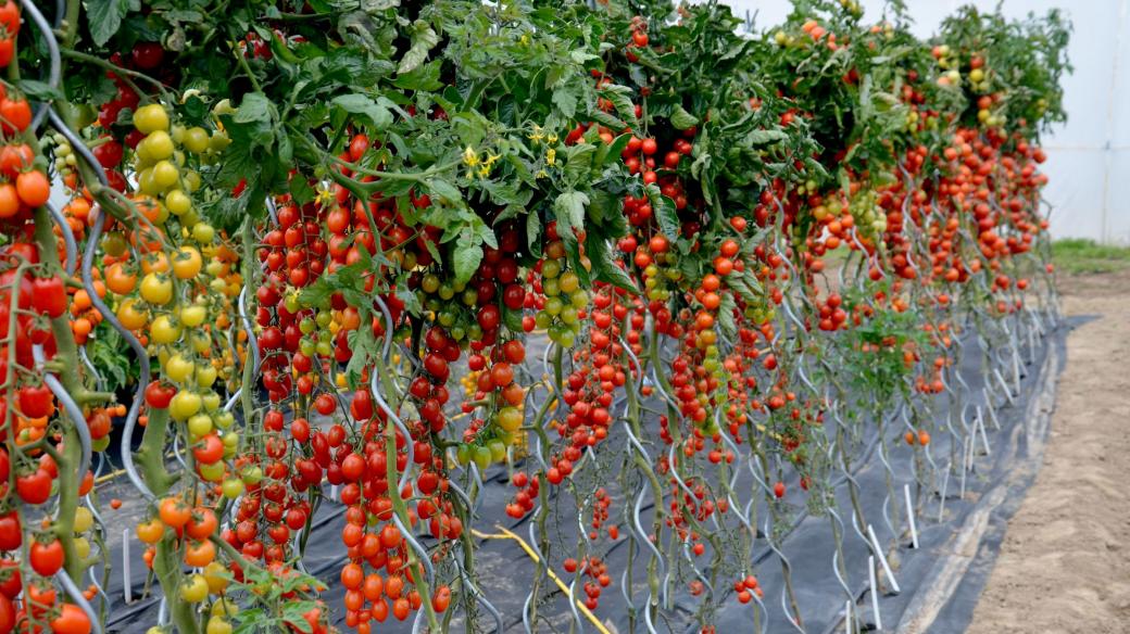 Pěstování rajčat ve velkém