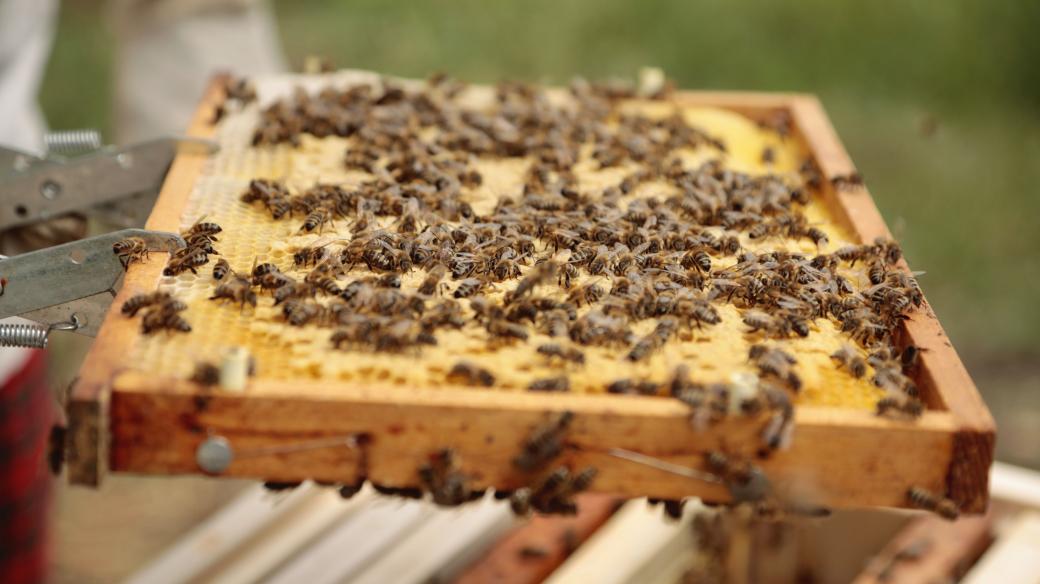 Botanická zahrada Praha každý rok stáčí vlastní med