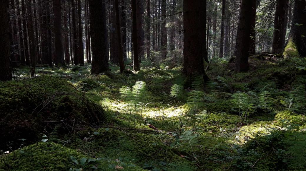 Les na Šumavě (ilustrační snímek)