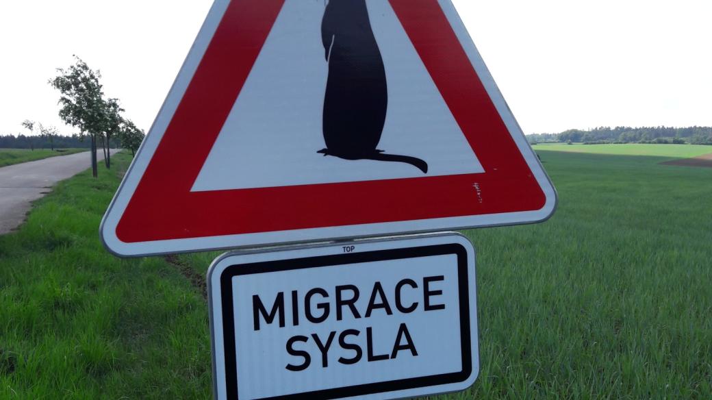 Speciální dopravní značky upozorňující na migraci syslů.