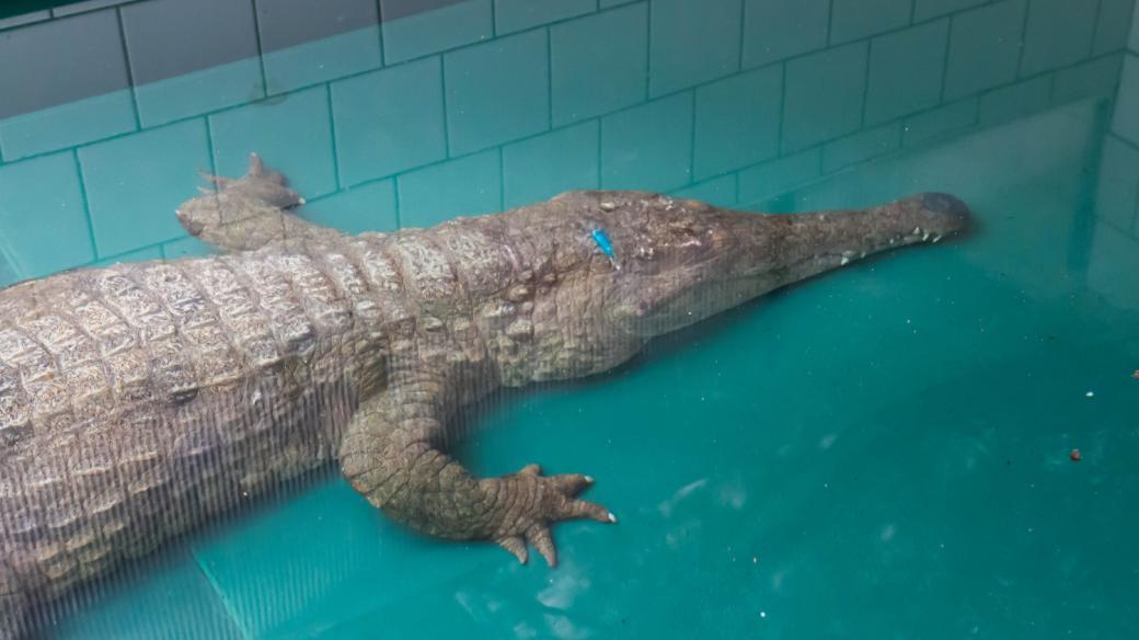 V zázemí pavilonu Vodní světy přivyká na nové podmínky mimořádně vzácný krokodýl štítnatý