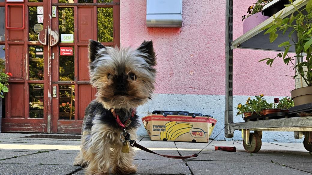 Nechávat psy uvázané před obchodem zakazuje v Jihlavě celoplošná vyhláška