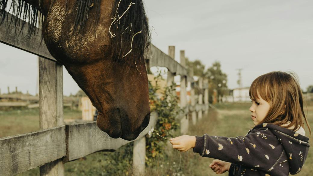 Děti, prázdniny, příroda, kůň (ilustrační foto)