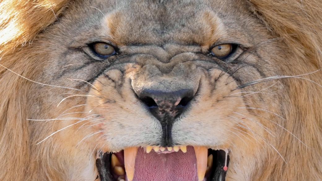 Lev berberský (Panthera leo leo)