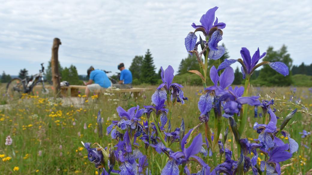 Kvetoucí úpolínové louky v CHKO Slavkovský les