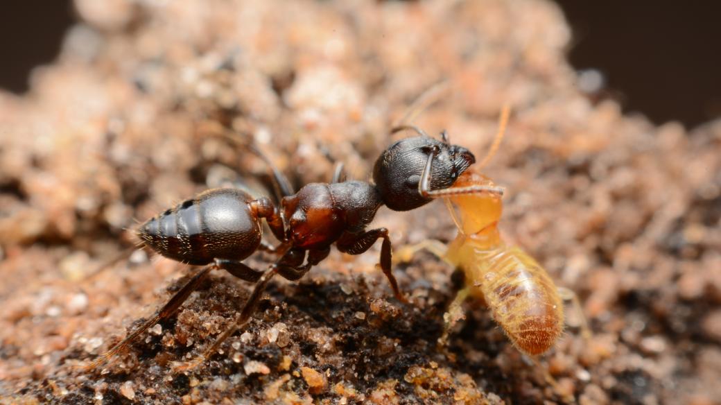 Mravenec bojující s termitem