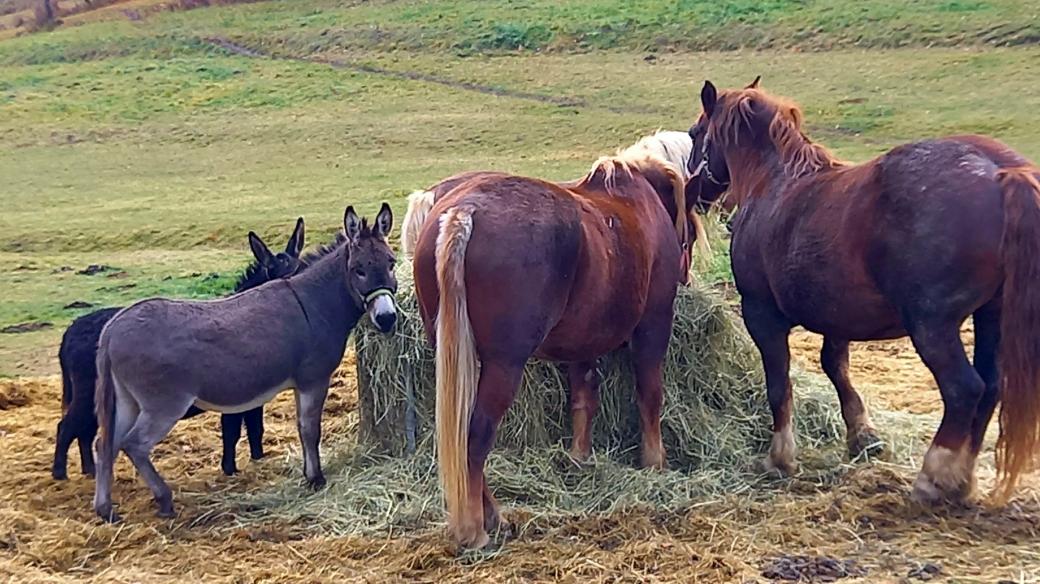 Největší atrakcí Envirocentra ve Vysokém Poli jsou tři koně a párek oslíků