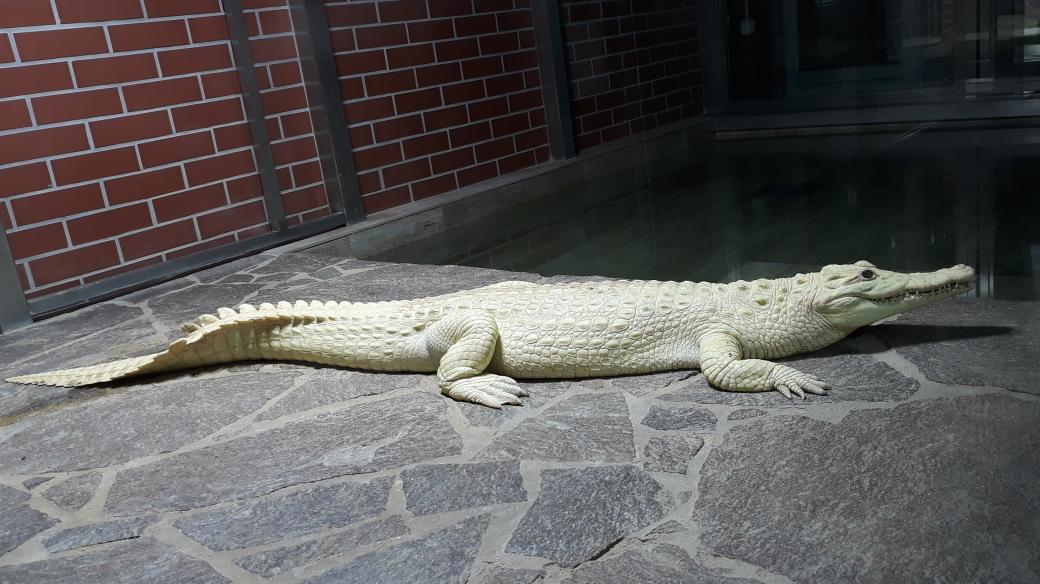 Krokodýl nilský v Krokodýlí ZOO Protivín