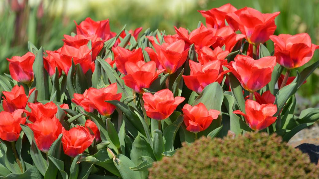 Cibule tulipánů sázíme do země koncem září nebo začátkem října