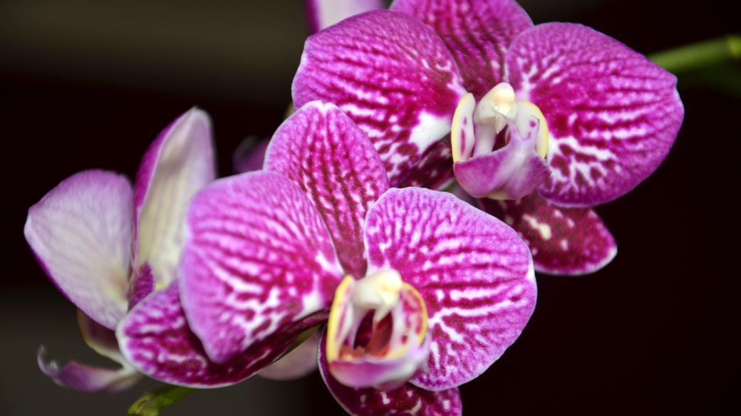 Orchideje ani jiné pokojové rostliny nevykvetou vzápětí po pohnojení čímkoliv