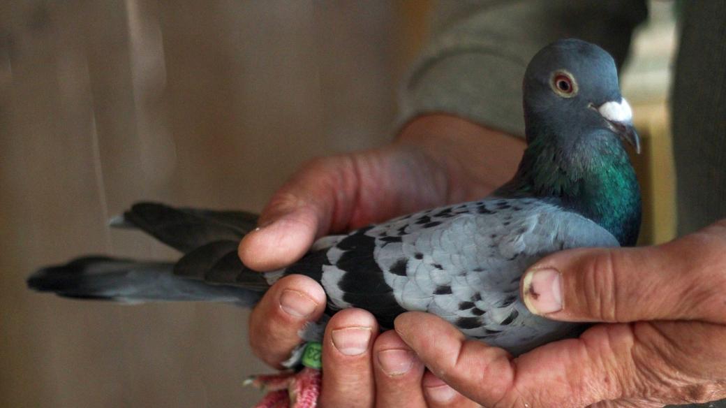 Poštovní holub zvládne urazit i tisícikilometrovou vzdálenost