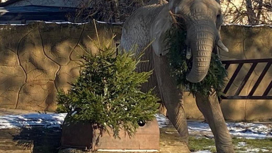 Nevyužité vánoční stromky dostali k obědu sloni v dvorském safari parku