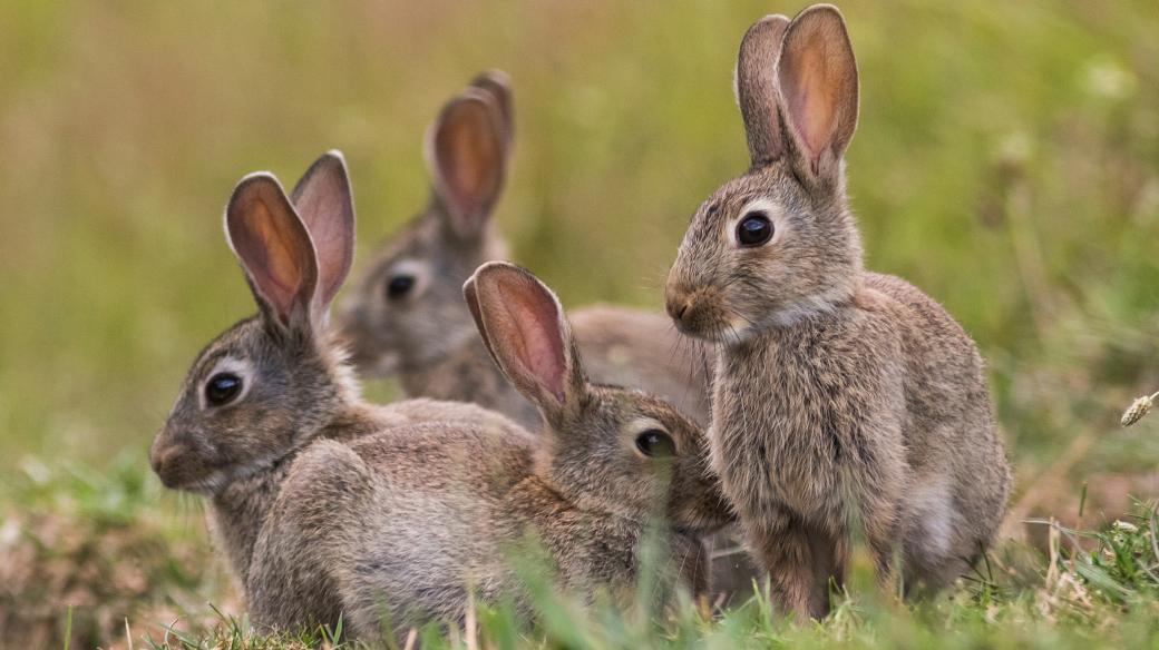 Poznáte rozdíl mezi králíkem a zajícem?