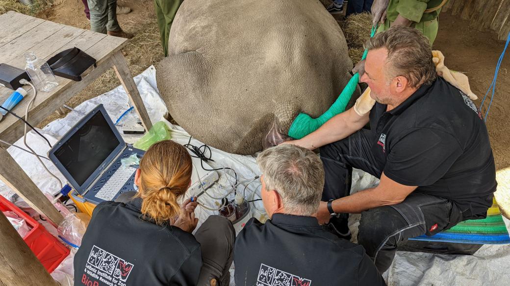 Tým světových specialistů a Safari park Dvůr Králové pokračují v projektu na záchranu nosorožců severních bílých