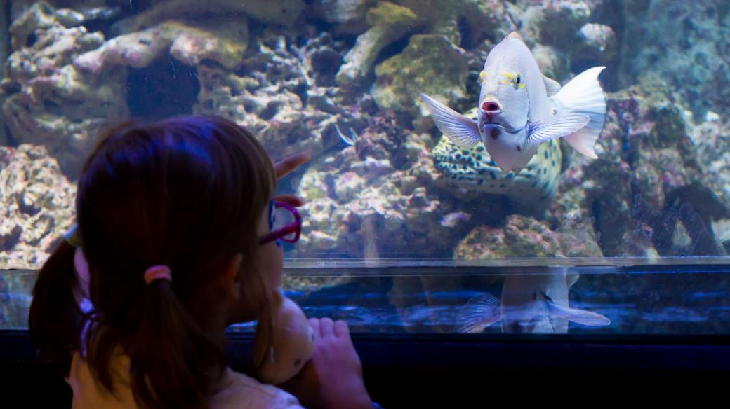 Bodlok žlutočelý - dvorský safari park poskytl nový domov mořským živočichům z tornádem poničené Zoo v Hodoníně