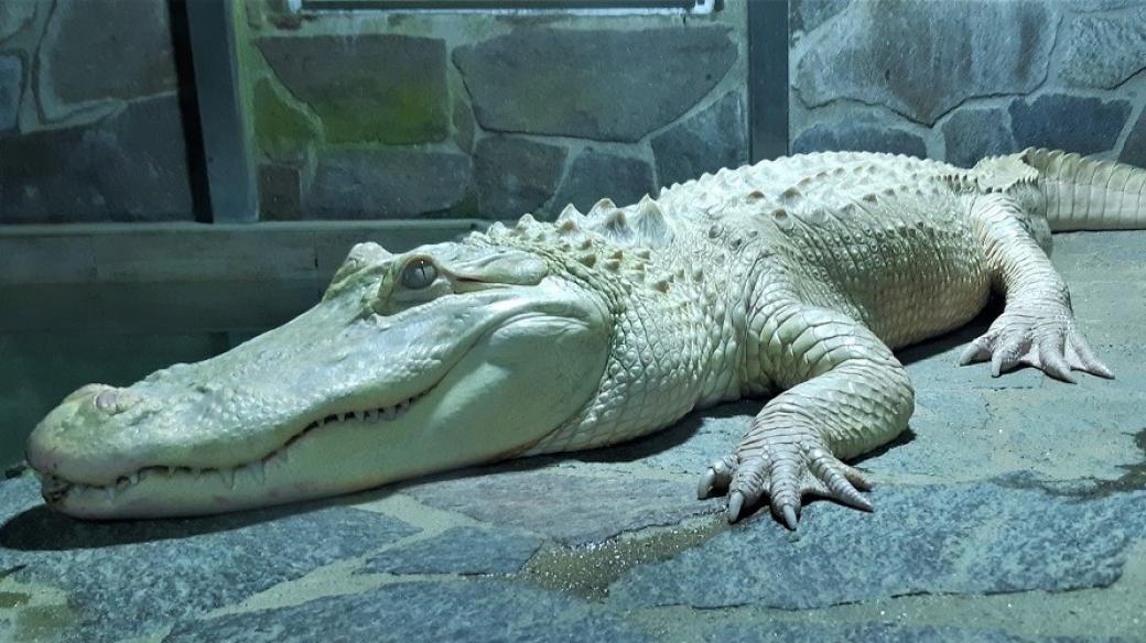 Hugo, krokodýl albín v Krokodýlí ZOO Protivín