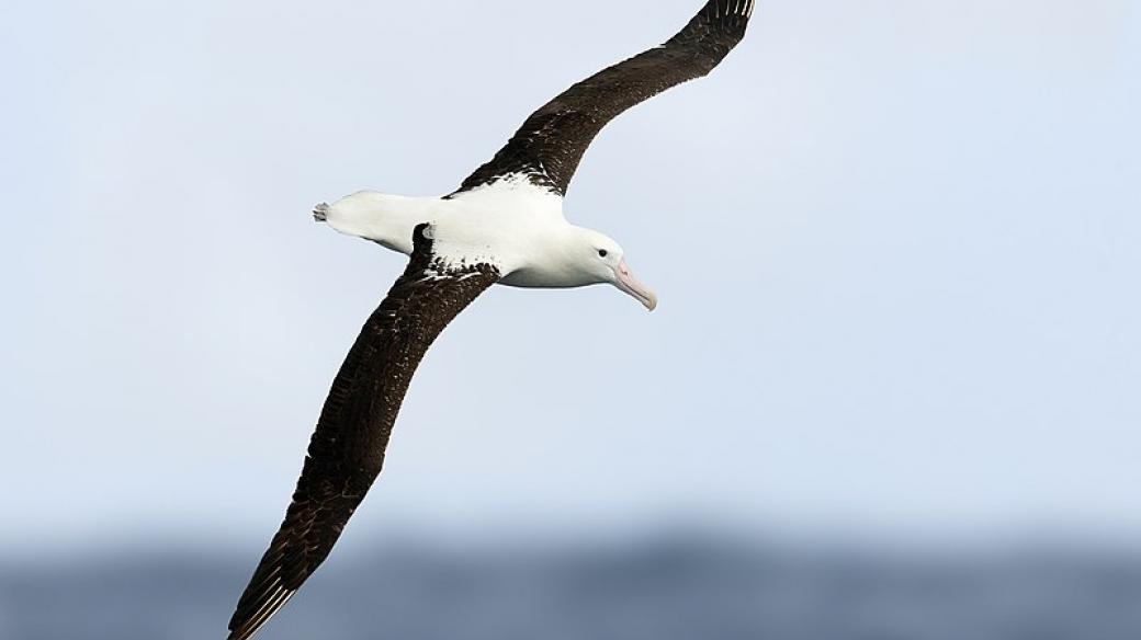 Albatros, Tasmánie