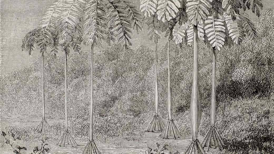 Takhle chodící palmy zachytila ilustrace v jednom francouzském časopise v roce 1864