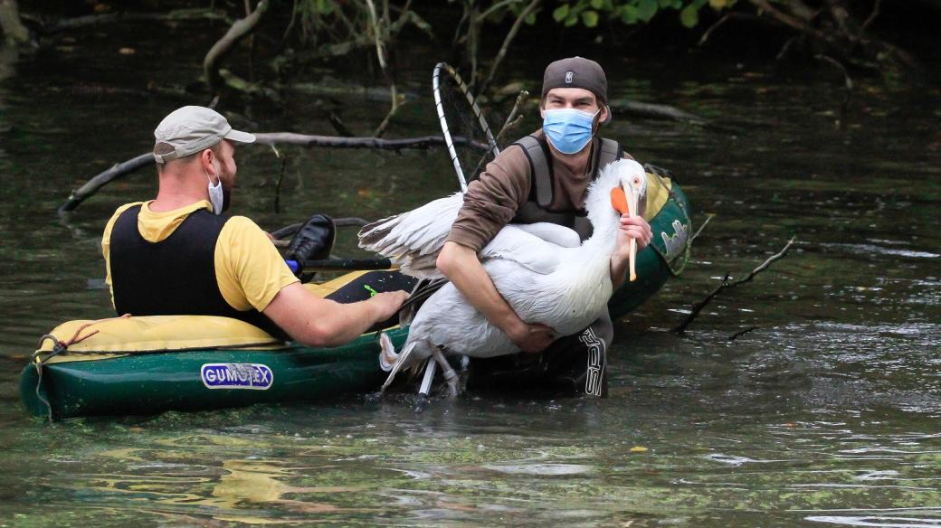 Poprvé v historii v rouškách proběhl v Safari Parku Dvůr Králové odchyt pelikánů