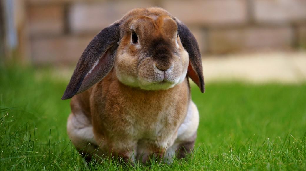 Správně krmený králík má kvalitní lesklou srst