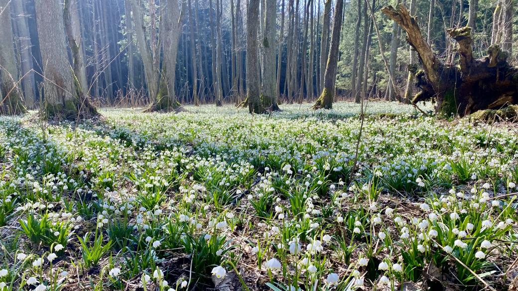 Králova zahrada u Opatova je navštěvovaná především brzy z jara, kvůli tisícovkám bledulí